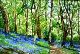 71 - Mary Vivian - Bluebell Wood West Malvern - Watercolour.JPG